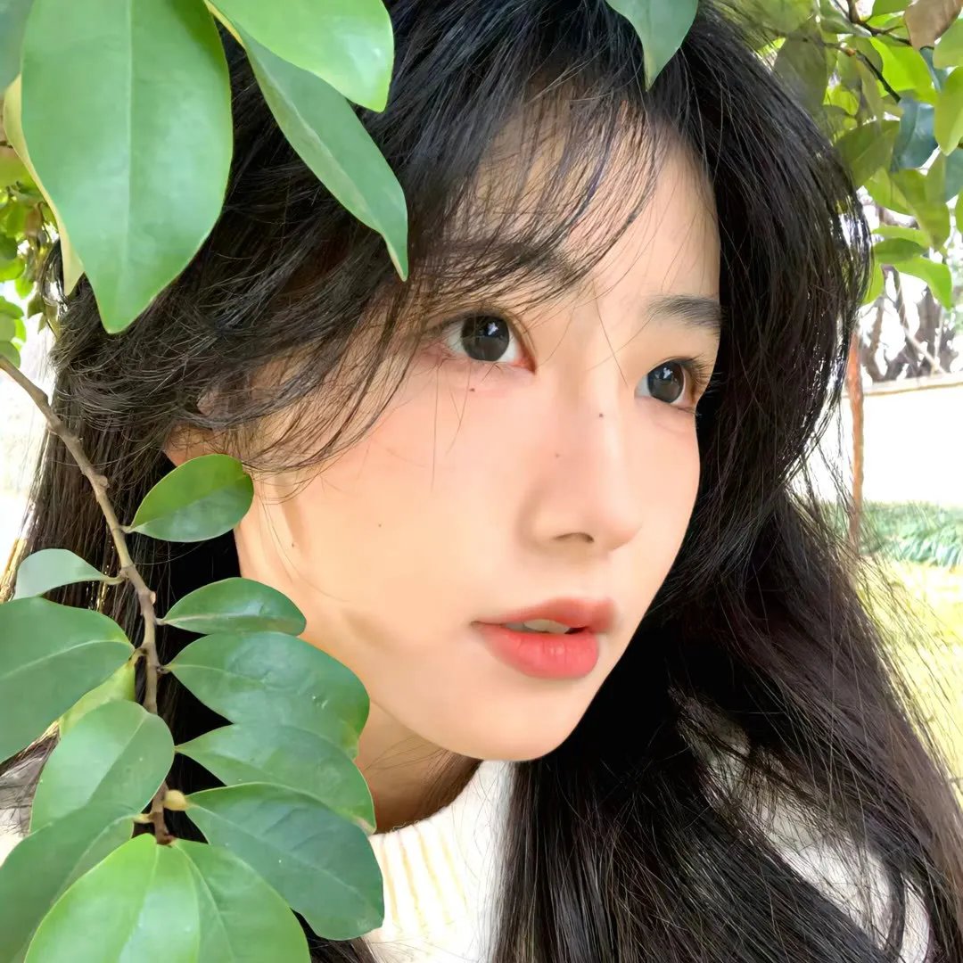 帝国玫瑰